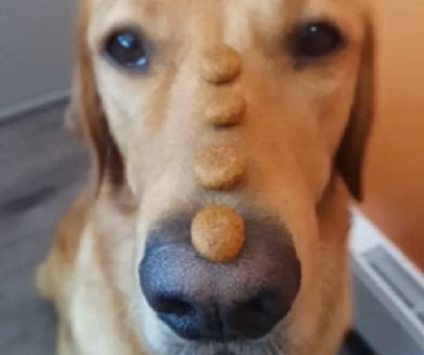 Watch How This Adorable Pup Balances Treats ON His Nose... And Then Throws Them Off!