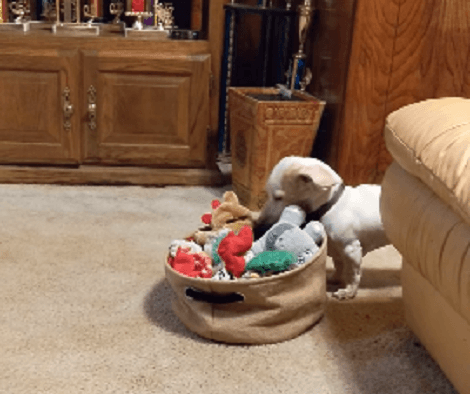 This Adorable Pup Probably Wants To Take An Inventory! Check This out!