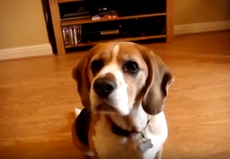 This Adorable Pup Is About To Get Her Favorite Treat And You've Got To See Her Reaction!