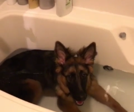 This Pup Has Just Robbed Her Mommy Of Bath Time and Its Hilarious!