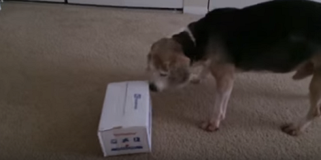 Adorable Pup Is About To Open A Box But Doesn't Know What's Inside!