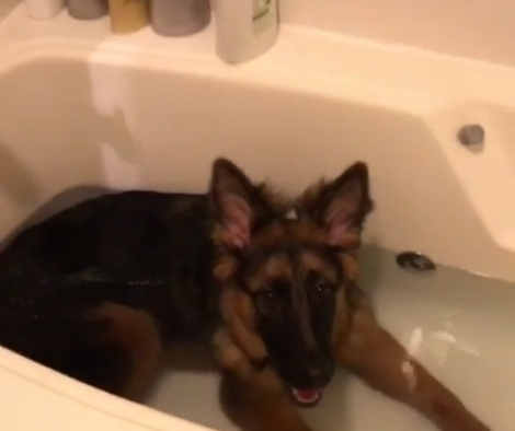 4 Things You Should Know Before You Start Bathing Your Dog