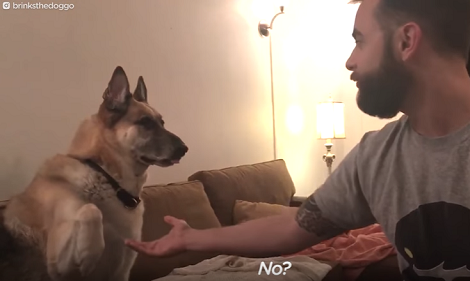 Watch How This Adorable Pup Refuses To Give Daddy His Paw!