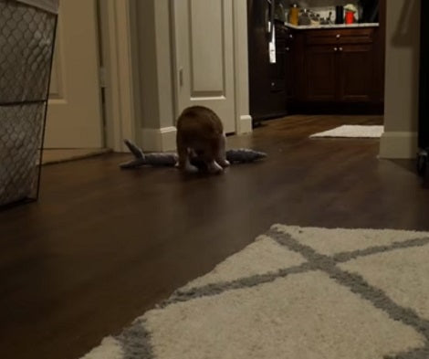 This Adorable Pup's First Night At Home Will Bring Back Many Memories!