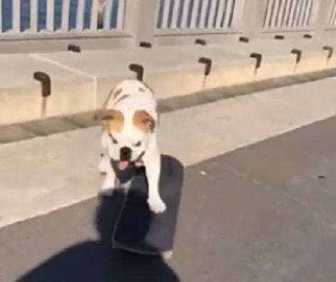 This Adorable Pup Would Do Anything To Show Off His Skateboard Talent!