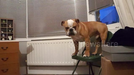This Adorable Pup Wants To Get Down But Refuses To Jump Off The Chair!