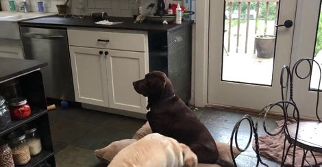 This Adorable Pup Was Minding His Own Business When His Sibling Started Pulling Him!