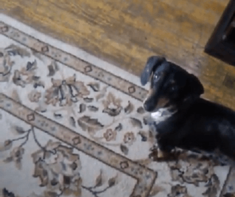 What's The Best Way To Encourage Your Pup To Perform Tricks?! Check This Out!