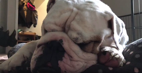 This Pup Won't Sleep Until His Mommy Cuddles Him And Let's Him Sleep On Her Hand!