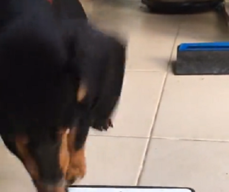 This Adorable Pup Thinks The Game On iPad Is Real! This Expressions Are Epic!