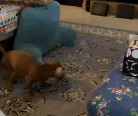 This Adorable Pup Is Having The Time Of His Life Chasing Bubbles!