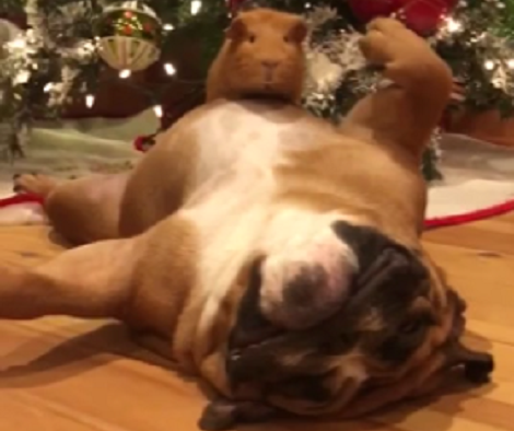 These Pups Are Doing Their Own Mannequin Challenge And It's Hilarious!