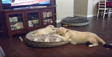 Tiny Puppy Challenges Mom To Play Fight, But Has No Idea Mom Can Keep Up Pretty Well!