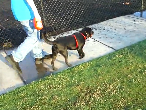 Adorable Pup Does Everything Just To Stay In The Dog Park A Little Longer!