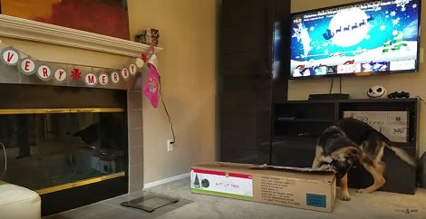 This Pup Is About To Open A Present, But What's Inside? You Won't Believe This!