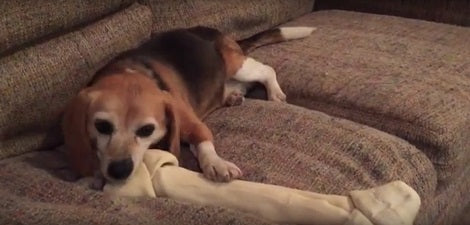 Their Beagle Pup Was Unusually Quiet. What They Caught Her Doing? LOL!