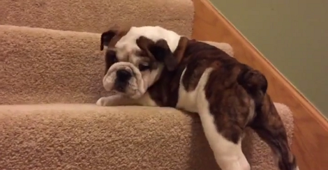Watch This Adorable Pup Mustering The Courage To Climb Stairs! Aww!!