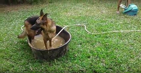 What Happens When Your Pup Sees A Tub Full Of Water? Check This Out!