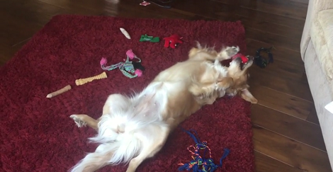 Is This The Most Relaxed Pup In The World? We Think So!