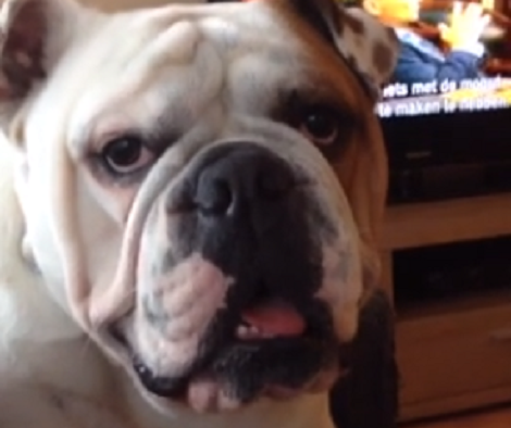 This Pup Is About To Throw An Epic Tantrum And You Don't Want To Miss It!