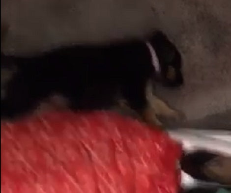 This Adorable Pup Is Trying To Sleep... But Something's Just Not Right!