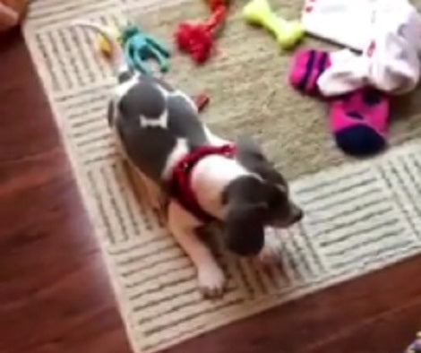This Adorable Puppy Has Only One Aim In Mind - To Defeat This Mechanic Toy!