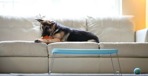 So What If Halloween's Gone? This Adorable Pup Still Wants To Carve Pumpkins!