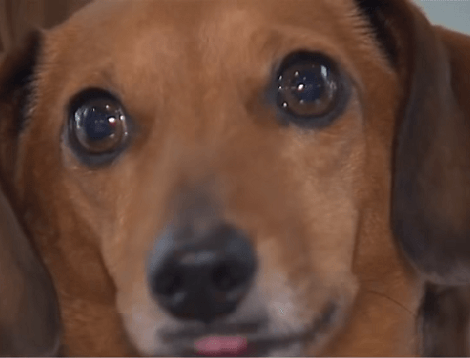This Bar Offers Pups Their Very Own Pupuccinos And A Bag Of Pupcorn!