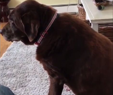 This Adorable Pup Has Mastered The Art Of Farting... And It's Hilarious!