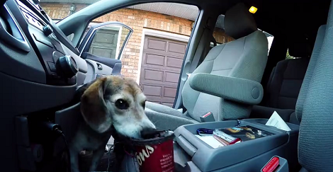 Watch How This Pup Takes Coffee From A Family Van!