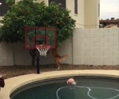 Adorable Pup Just Wants To Pick An Orange, But Something Funny Is About To Happen!