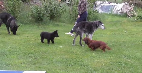 Puppy Meets Another Puppy - Adorable Playtime Ensues!