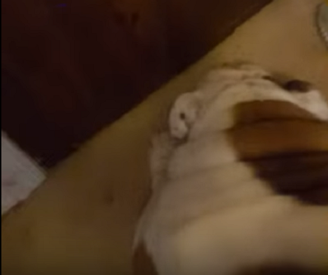This Adorable Pup Is Fast Asleep, But Wait Till You Hear Him Snoring!