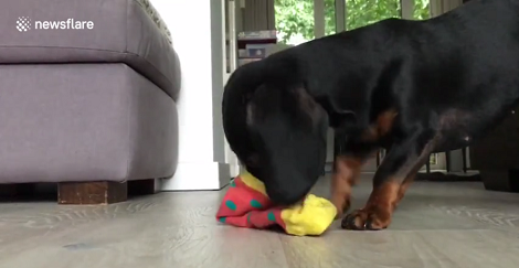 Watch How This Adorable Pup Attempts To Get Cookies Out From A Sock Is Funny!