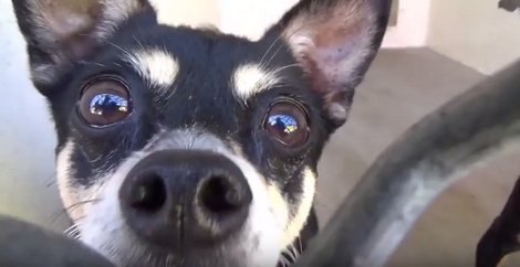 This Adorable Pup Is Up For Adoption - Let's Help Her Find A Loving Home