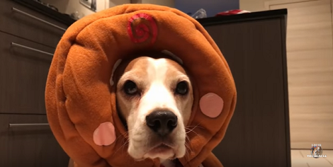 This Pup's Expression After Wearing Holiday Costumes Is Just Hilarious!