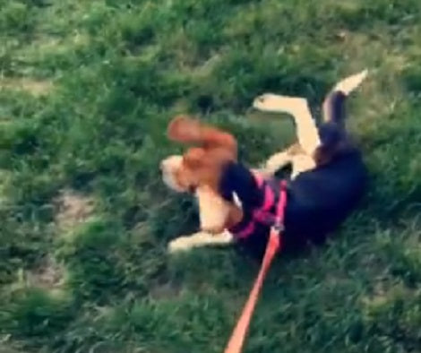This Adorable Pup Refuses To Walk So Now She's Got Just One Option!