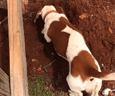 This Adorable Pup Absolutely Loves Digging! Watch Him Go!