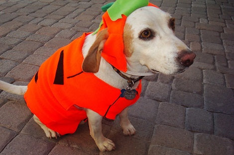 4 Ways You Can Take Your Dog Trick Or Treat With You