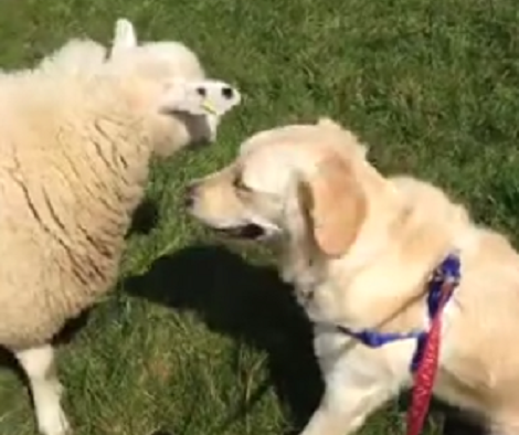 Adorable Pup Meets An Unlikely Friend And It's Going To Warm Your Heart!