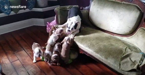 How This Mama Pup Keeps all Her Puppies Entertained Has All Of Us Inspired!