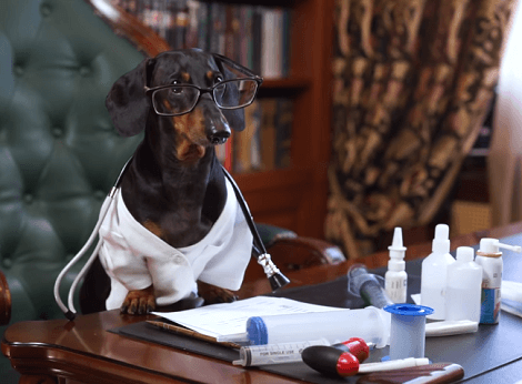 This Adorable Pup Has Grown Up To Become A Doctor! Watch Her Start Her Practice!