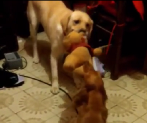 What Happens When Two Of Your Pups Want The Same Toy?!