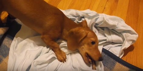 This Adorable Pup Doesn't Want To Be Disturbed Right Now... For Any Reason!