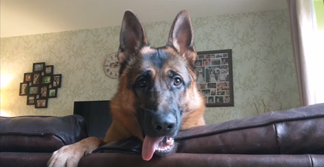 Do You Know When Your Dog Is 'Fully Grown'?