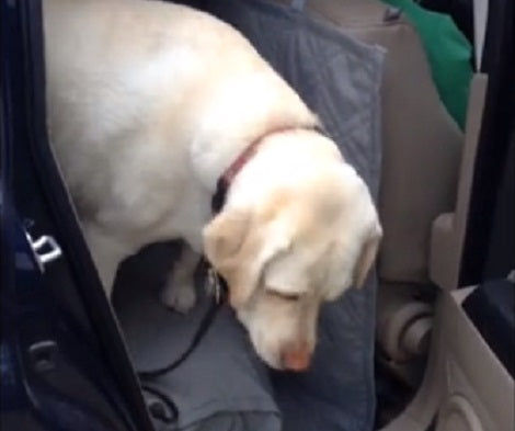 Watch How This Annoyed Pup Helps His Sibling Get Out Of The Truck!