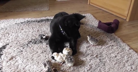 Adorable Pup Meets Turkey Chicks For The First Time And His Reaction Is Priceless!