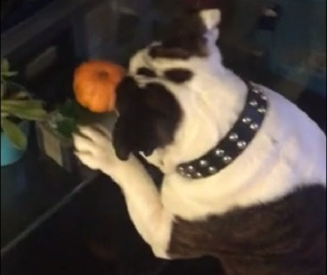 This Adorable Pup Just Made A New Friend - A Pumpkin!