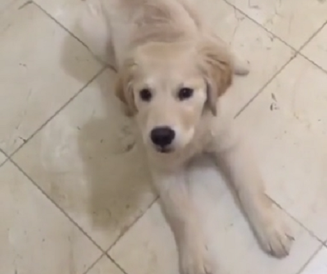 Talented Pup Wants To Show The World Just How Quickly He Learned Basic Commands!
