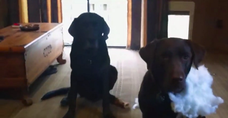 Here Are 3 Things Every Labrador Parent Should Watch Out For